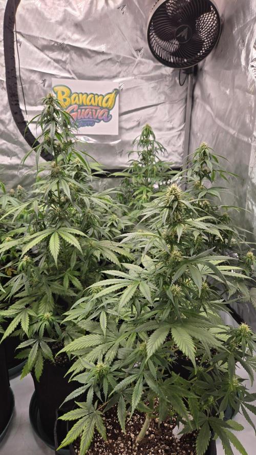 BananaGuavaAuto. Week 6