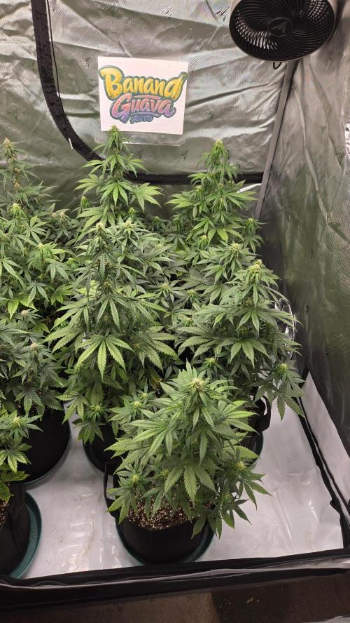 BananaGuavaAuto. Week 6