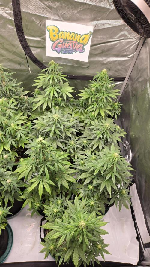 BananaGuavaAuto. Week 6