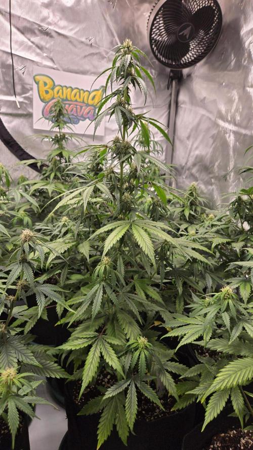 BananaGuavaAuto. Week 6