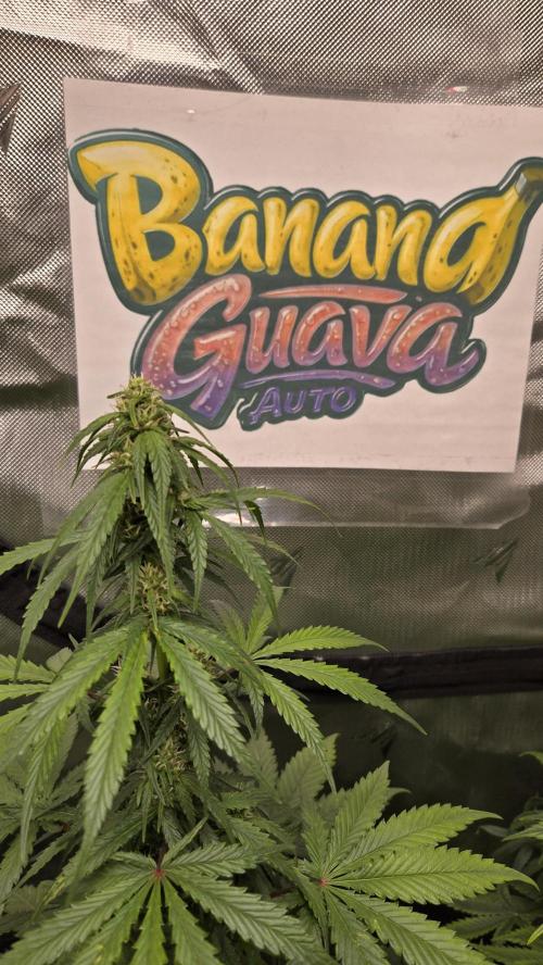 BananaGuavaAuto. Week 6