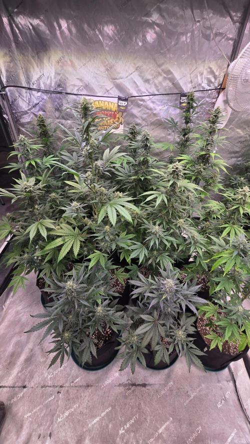 BananaCherryCookiesAuto. Week 8