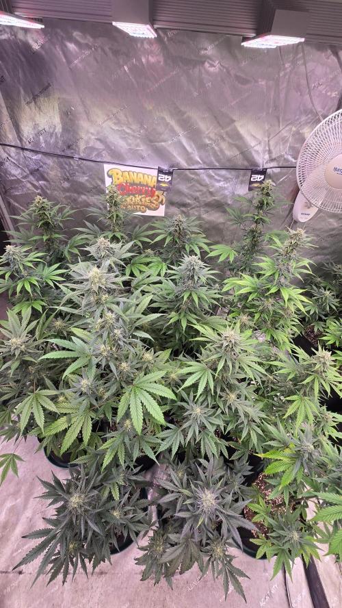 BananaCherryCookiesAuto. Week 8