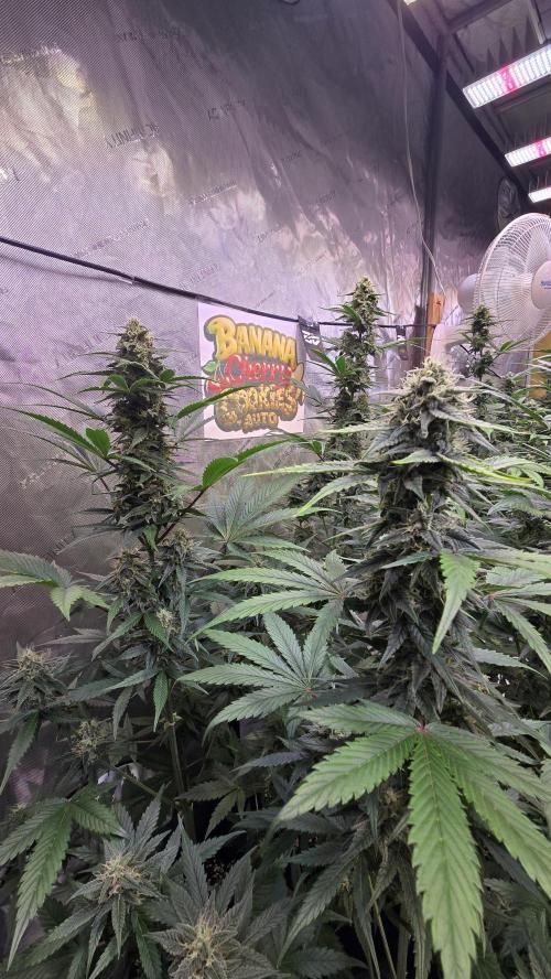 BananaCherryCookiesAuto. Week 8
