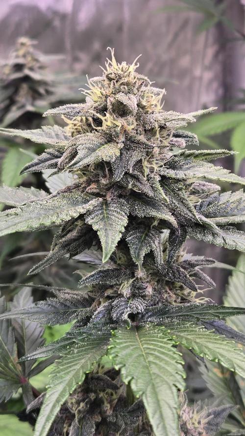 BananaCherryCookiesAuto. Week 8
