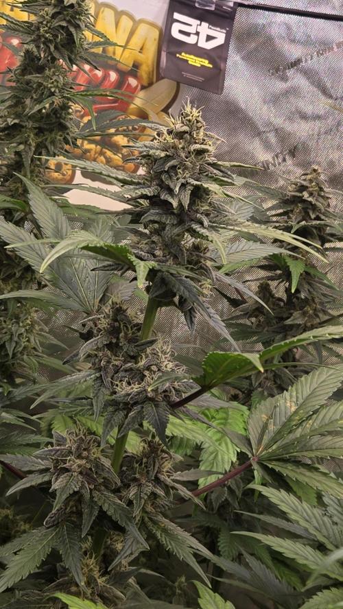 BananaCherryCookiesAuto. Week 8