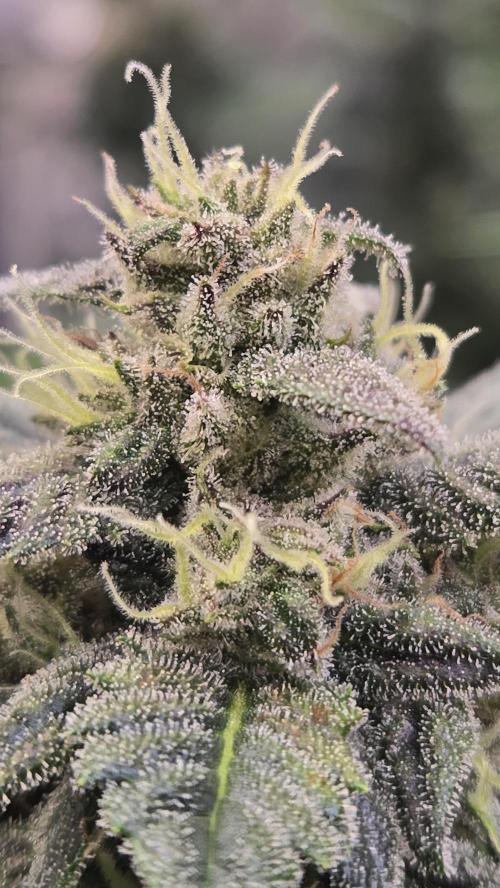 BananaCherryCookiesAuto. Week 8
