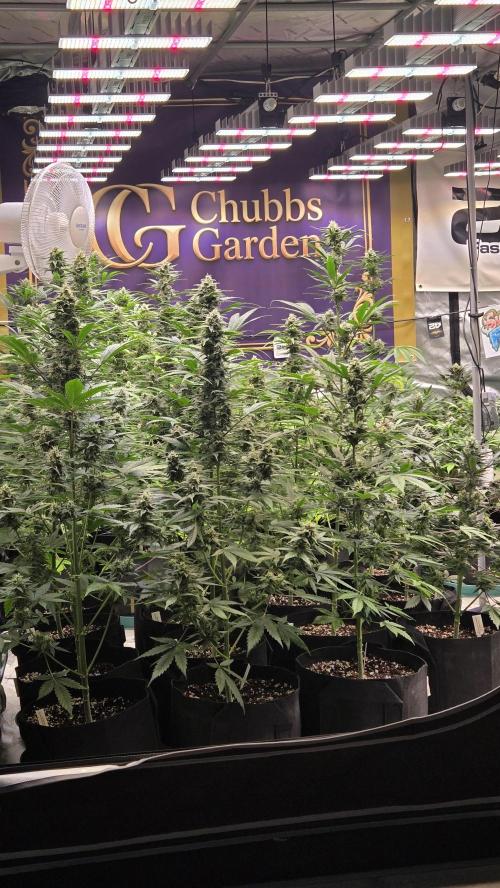 BananaCherryCookiesAuto. Week 8