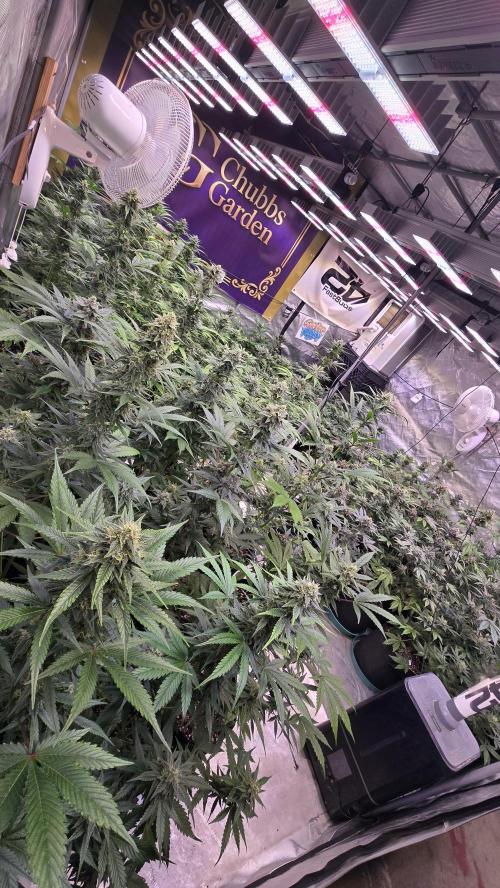 BananaCherryCookiesAuto. Week 8