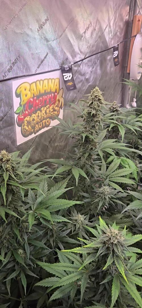 BananaCherryCookiesAuto