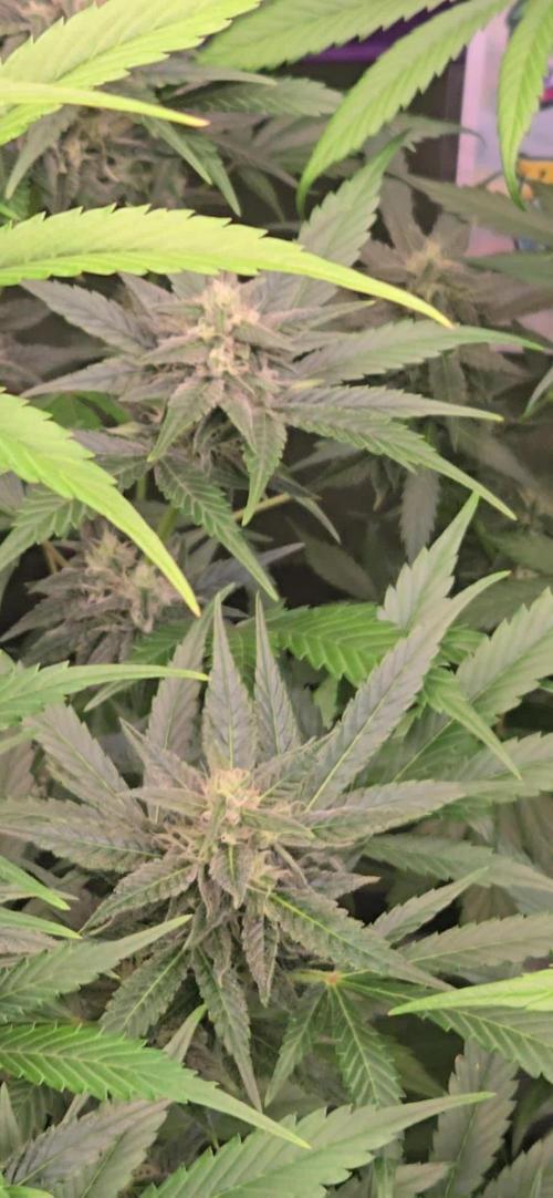 BananaFrostAuto