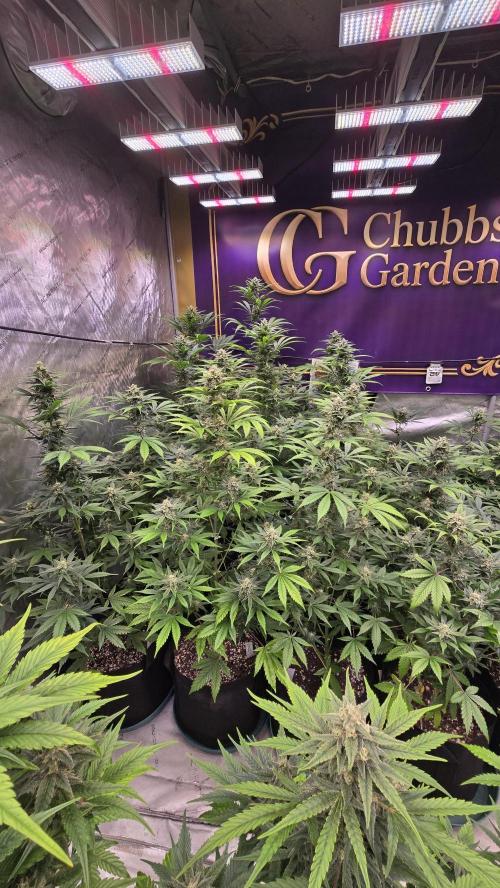 BananaFrostAuto. Week 8