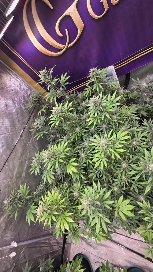 BananaFrostAuto. Week 8