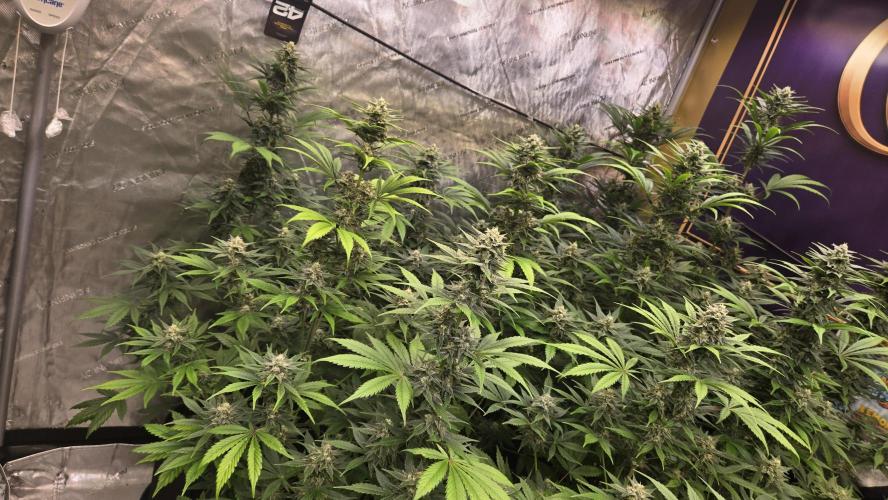 BananaFrostAuto. Week 8