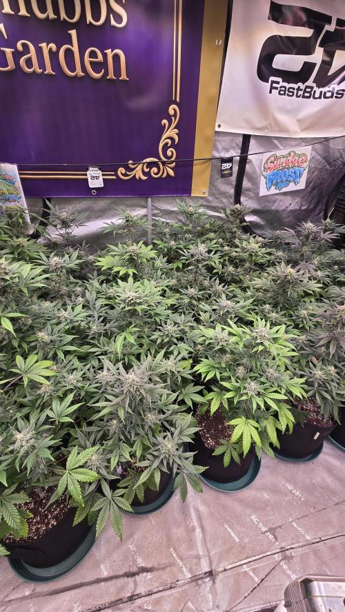 Sundae Frost Auto. Week 8