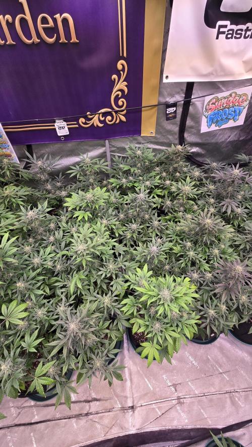 Sundae Frost Auto. Week 8