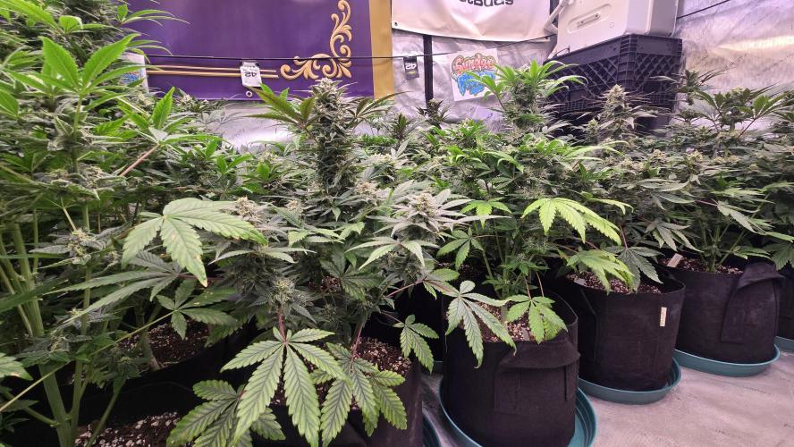 Sundae Frost Auto. Week 8