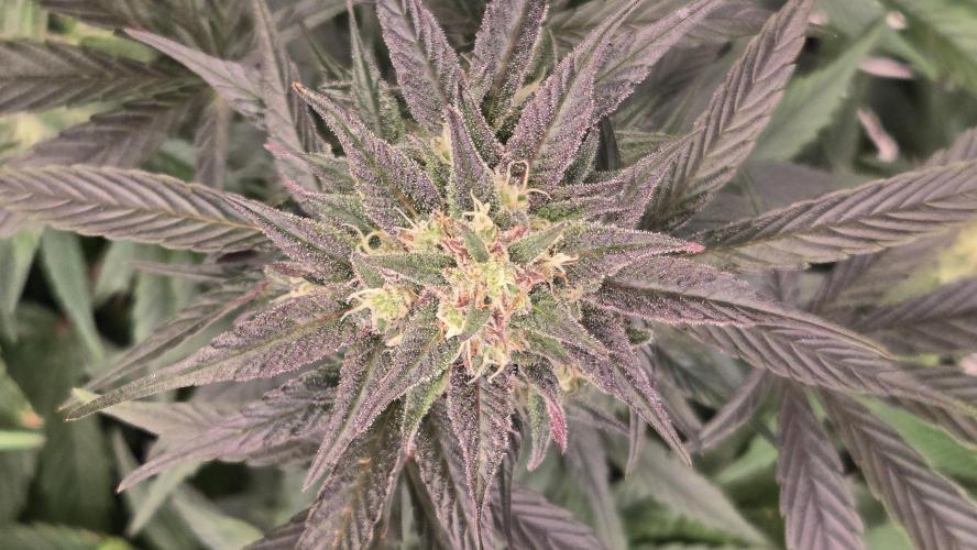 Sundae Frost Auto. Week 8