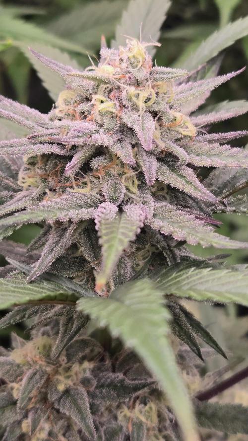Sundae Frost Auto. Week 8