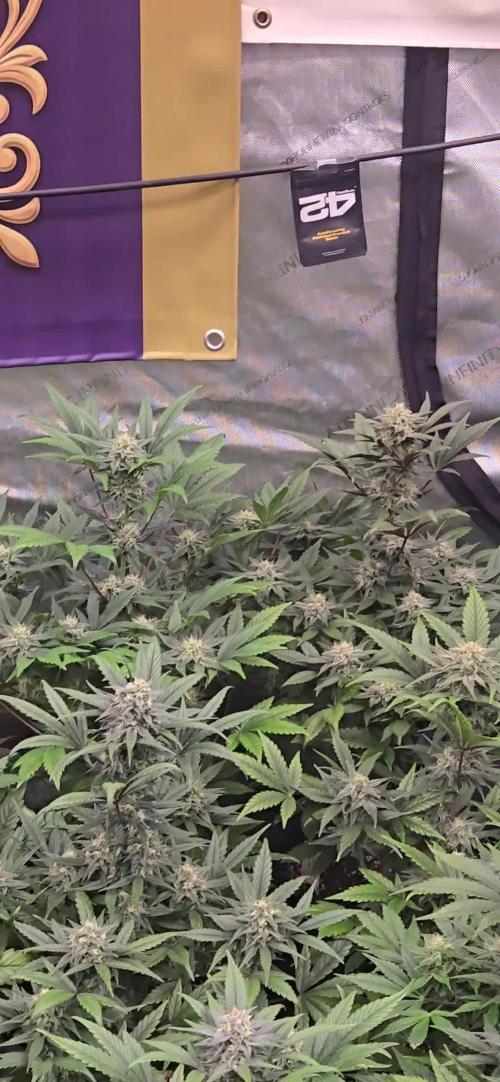 Sundae Frost Auto