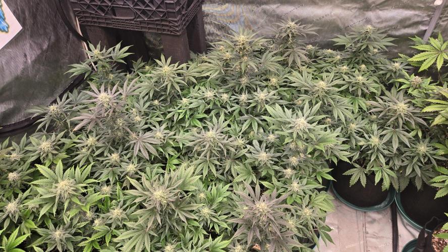 MangoFrostAuto. Week 8