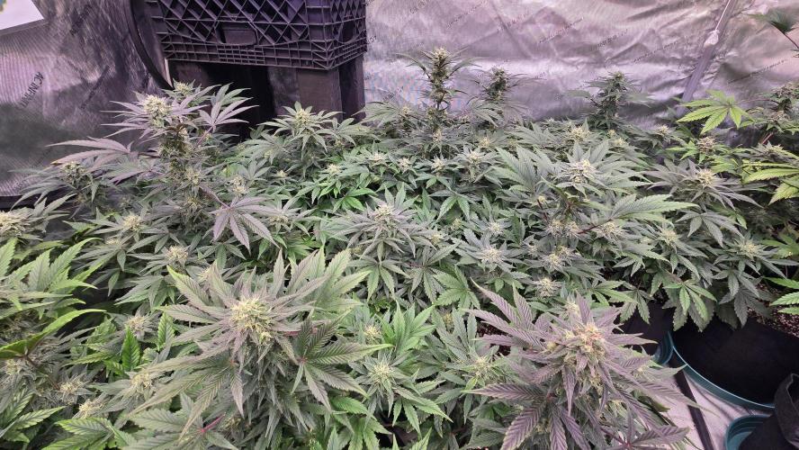 MangoFrostAuto. Week 8