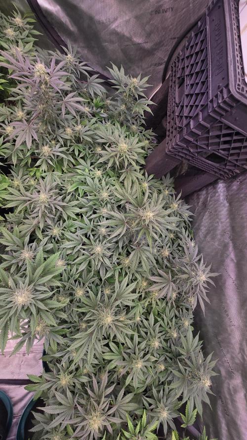 MangoFrostAuto. Week 8