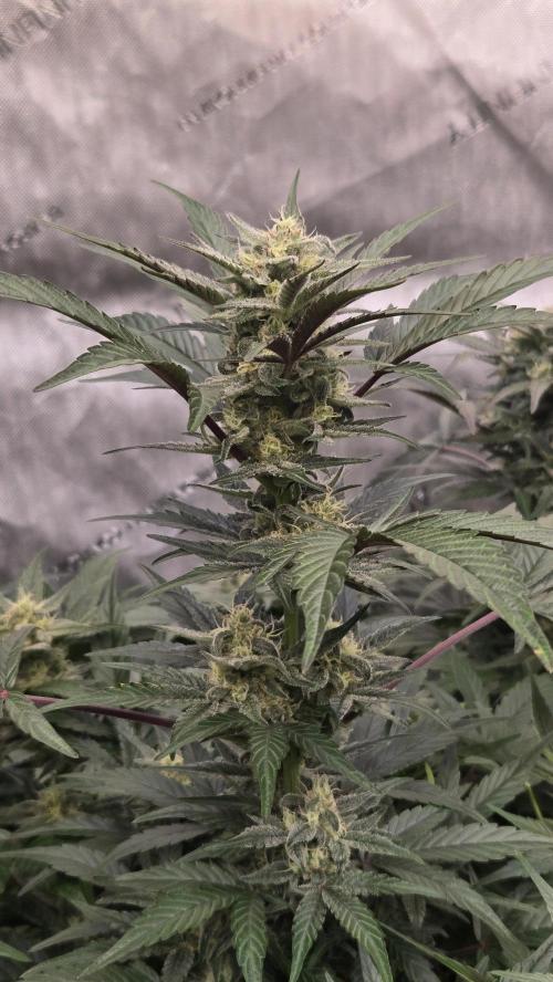 MangoFrostAuto. Week 8