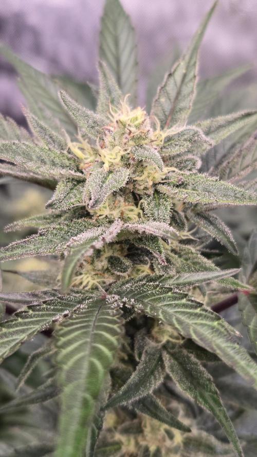 MangoFrostAuto. Week 8