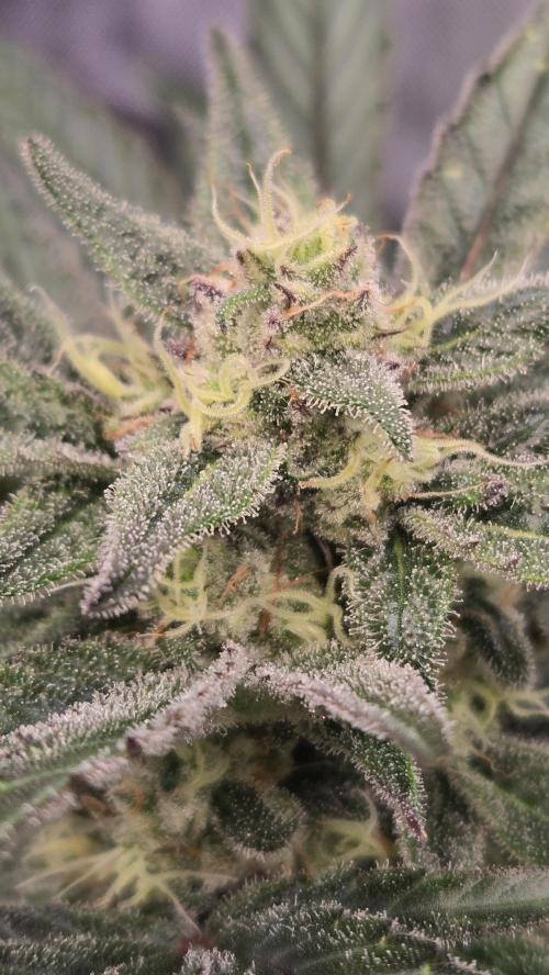 MangoFrostAuto. Week 8