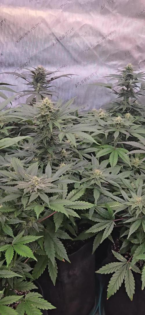 MangoFrostAuto
