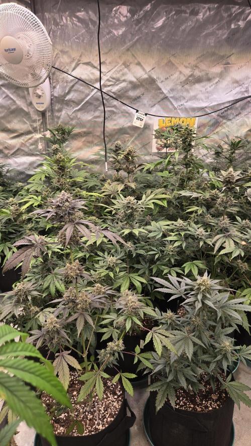 LemonCherrySundaeAuto. Week 8