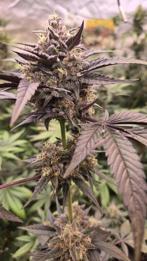 LemonCherrySundaeAuto. Week 8