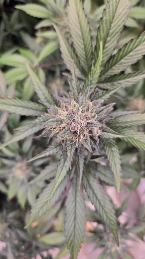 LemonCherrySundaeAuto. Week 8
