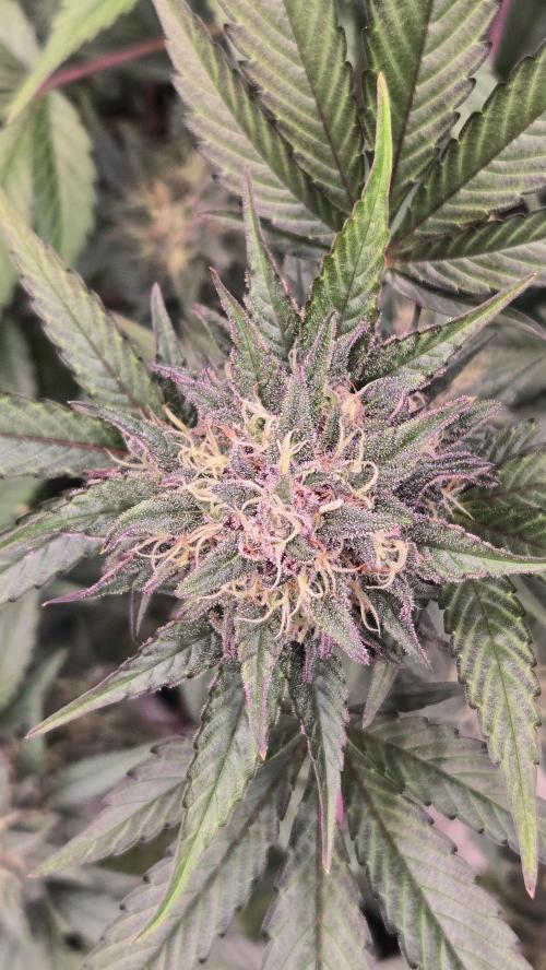 LemonCherrySundaeAuto. Week 8