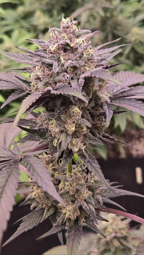 LemonCherrySundaeAuto. Week 8
