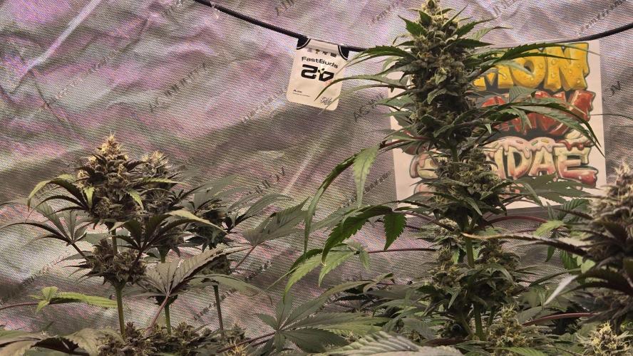LemonCherrySundaeAuto. Week 8