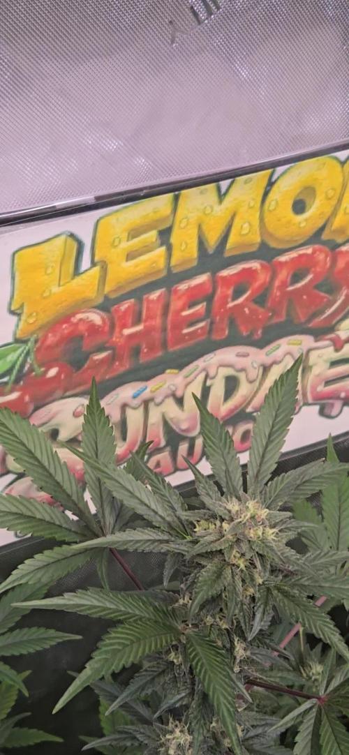LemonCherrySundaeAuto