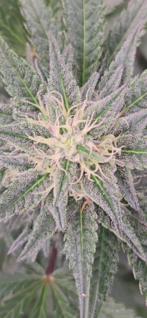MangoCherryRuntzAuto
