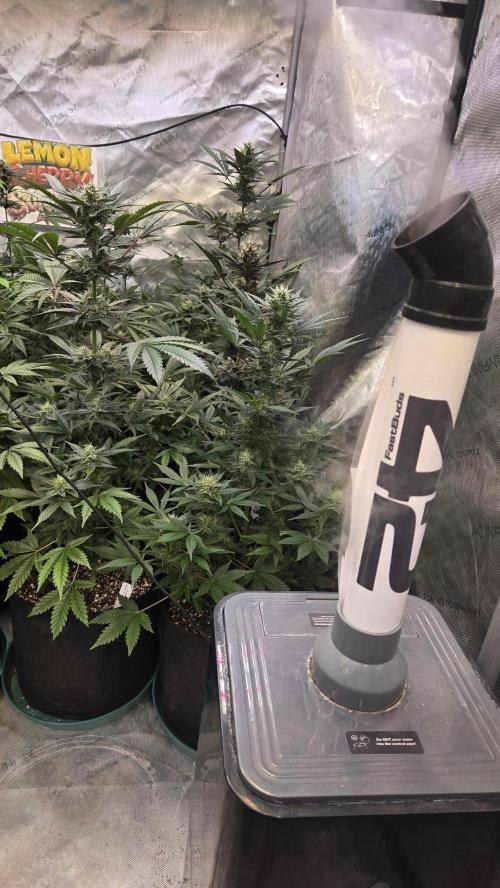 MangoCherryRuntzAuto. Week 8