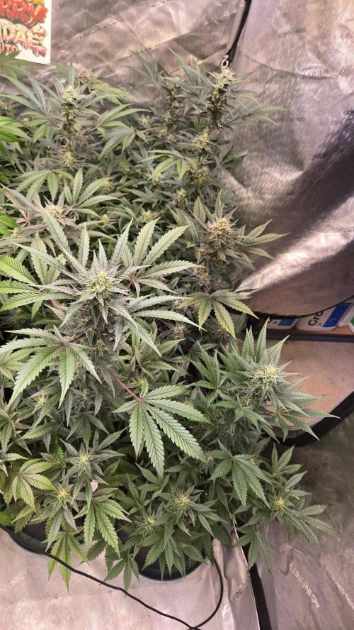 MangoCherryRuntzAuto. Week 8