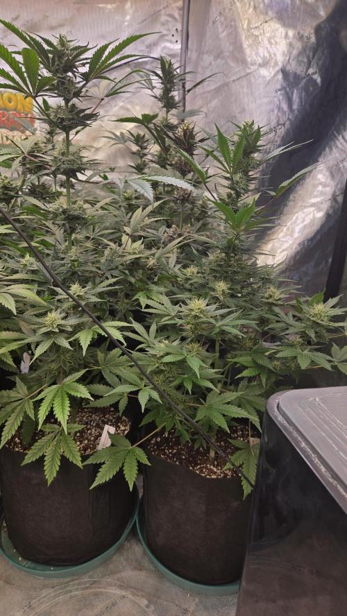 MangoCherryRuntzAuto. Week 8