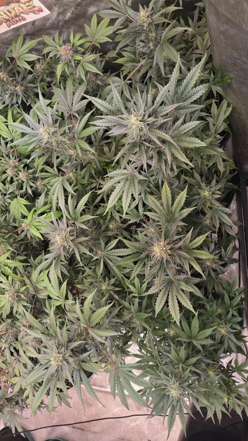 MangoCherryRuntzAuto. Week 8