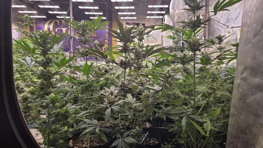 MangoCherryRuntzAuto. Week 8