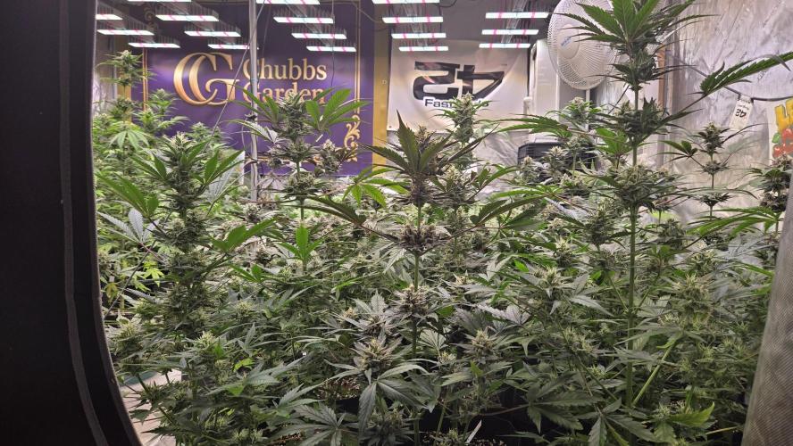 MangoCherryRuntzAuto. Week 8