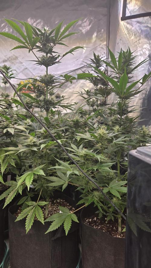 MangoCherryRuntzAuto. Week 8