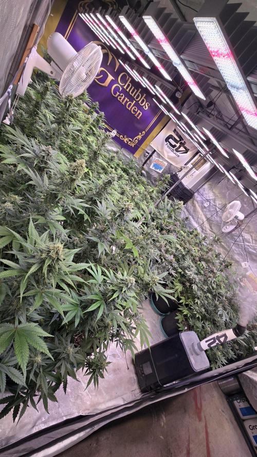 Mango Cherry Runtz Auto. Week 8