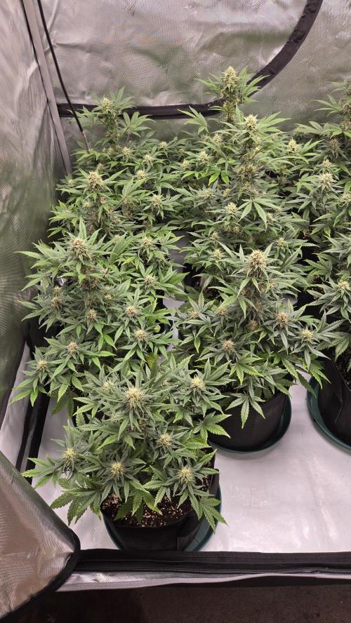 GuavaSundae Auto. Week 8