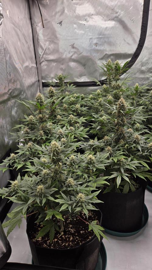 GuavaSundae Auto. Week 8