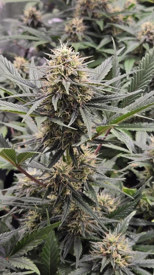 GuavaSundae Auto. Week 8